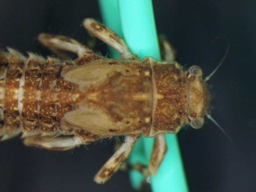 Eurylophella karelica 4